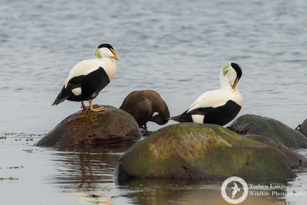 Somateria mollissima / Common Eider / Eiderente ♂ & ♀