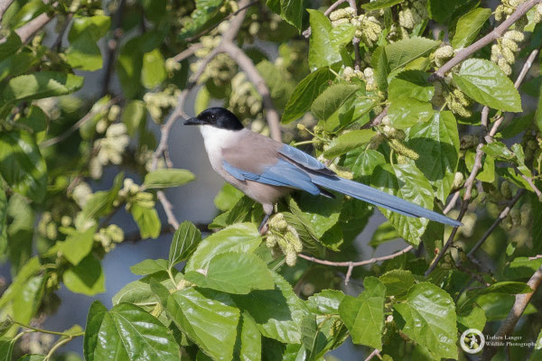Iberian Azure-winged Magpie - very cool endemic