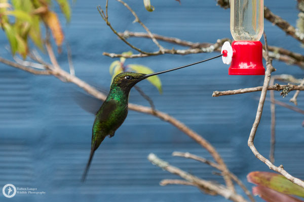 Ensifera ensifera - Sword-billed Hummingbird - Schwertschnabelkolibri ♂