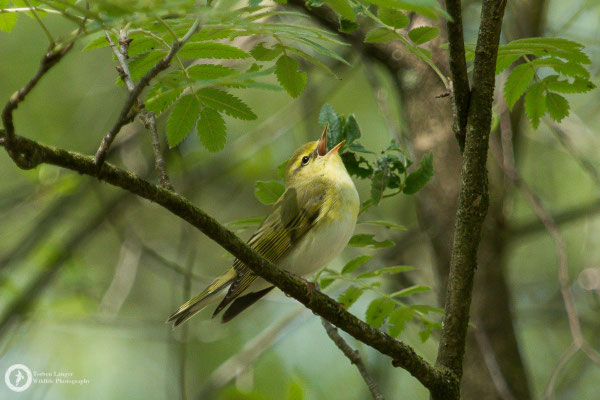 Phylloscopus sibilatrix / Wood Warbler / Waldlaubsänger