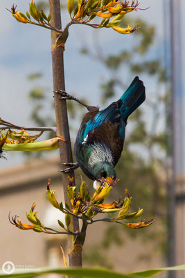Prosthemadera novaeseelandiae / Tui / Tuihonigfresser