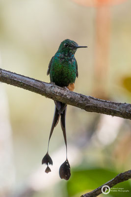 Booted Racket-tail