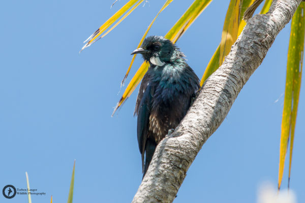 Prosthemadera novaeseelandiae / Tui / Tuihonigfresser