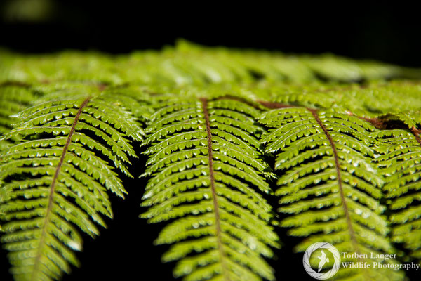 Fern on Stewart Island