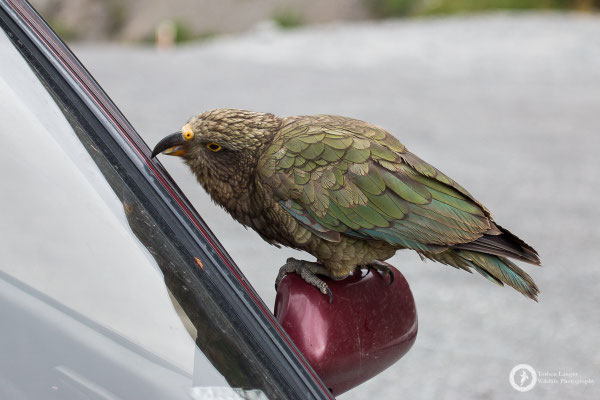 Nestor notabilis / Kea