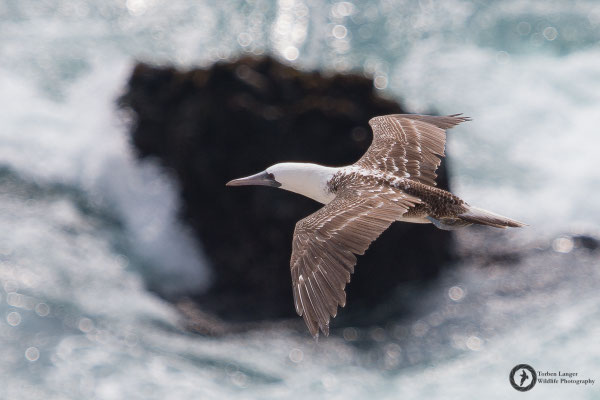 Sula variegata / Peruvian Booby / Guanotölpel