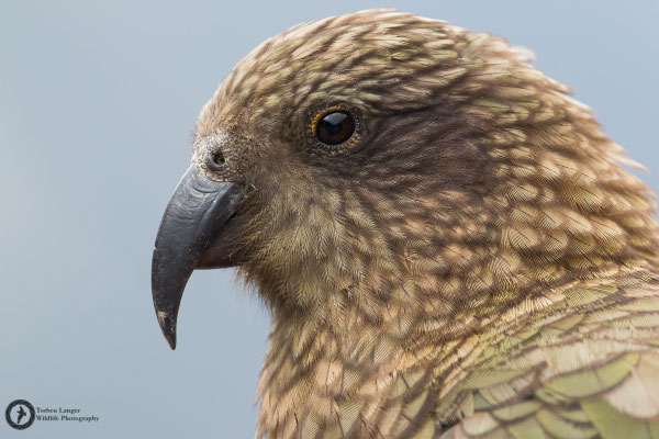 Nestor notabilis / Kea