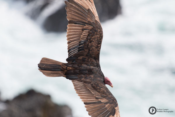 Cathartes aura / Turkey Vulture / Truthahngeier