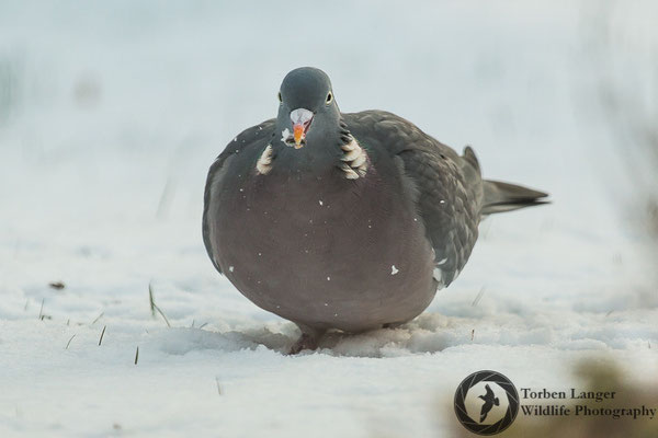 Columba palumbus / Common Woodpigeon / Ringeltaube