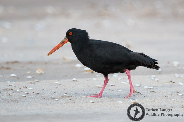 Haematopus unicolor / Variable Oystercatcher / Neuseeländischer Austernfischer