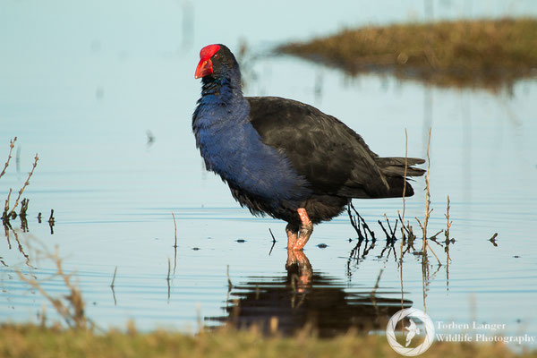 A Pukeko in Travis Wetland/Christchurch