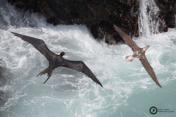 Fregata magnificens / Magnificent Frigatebird / Prachtfregattvogel ♂