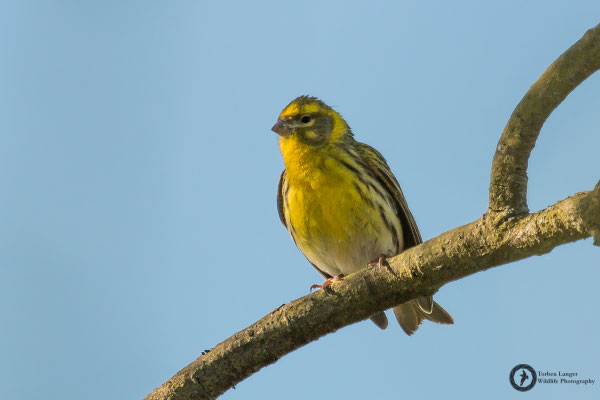 Serinus serinus / European Serin / Girlitz