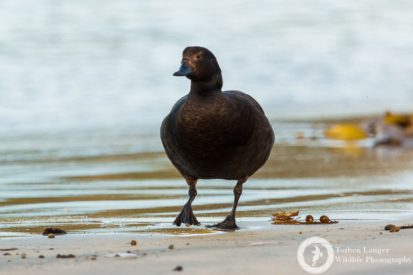 A male Paradise Shelduck on Maori Beach