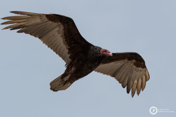 Turkey Vulture