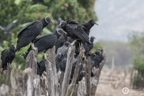 American Black Vultures