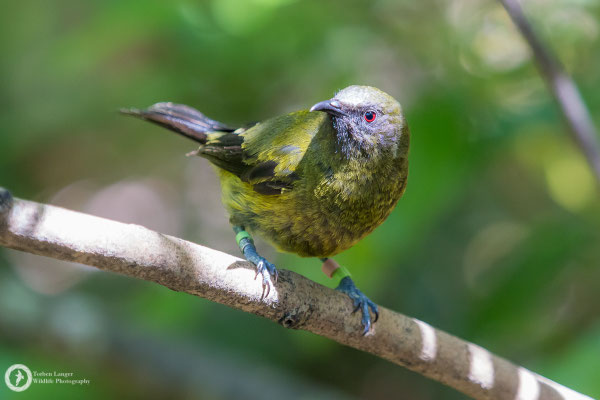 Anthornis melanura / New Zealand Bellbird / Maorihonigfresser ♂