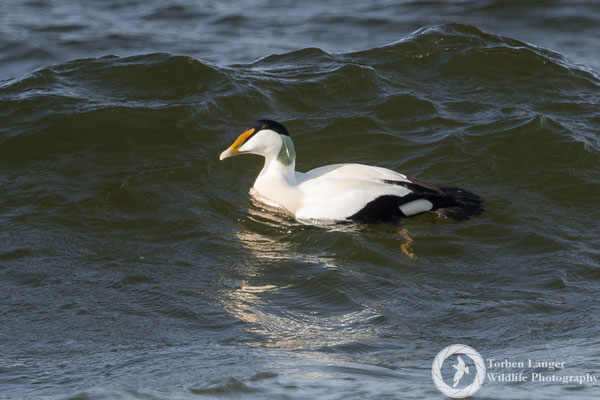 Somateria mollissima / Common Eider / Eiderente ♂