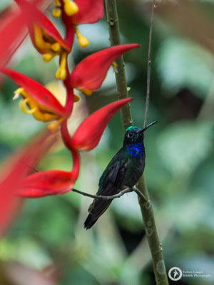 Napo Sabrewing