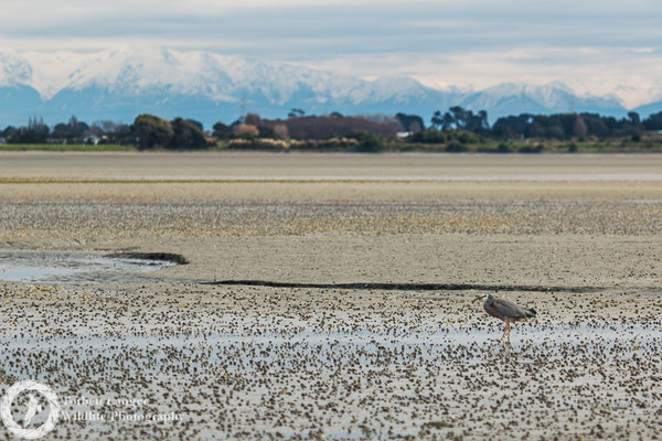 Egretta novaehollandiae / White-faced Heron / Weißwangenreiher