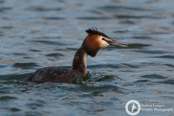 Podiceps cristatus / Great Crested Grebe / Haubentaucher