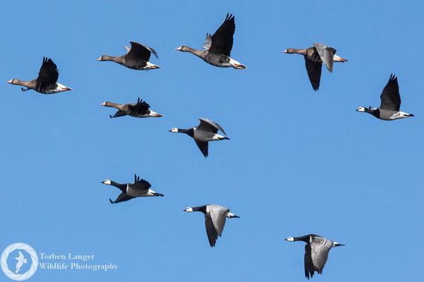 Branta leucopsis / Barnacle Goose / Weißwangengans & Anser albifrons / Greater White-fronted Goose / Blässgans