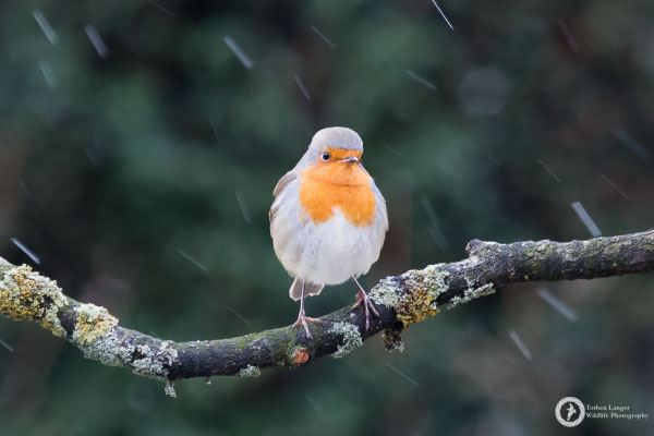 Erithacus rubecula / European Robin / Rotkehlchen