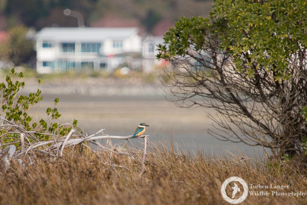 A Sacred Kingfisher in Christchurch