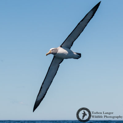 Thalassarche salvini / Salvin's Albatross / Salvinalbatros