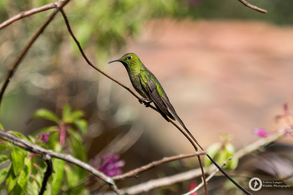 Lesbia victoriae - Black-tailed Trainbearer - Schwarzschwanzsylphe ♂