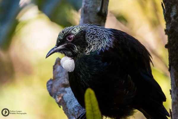 Prosthemadera novaeseelandiae / Tui / Tuihonigfresser