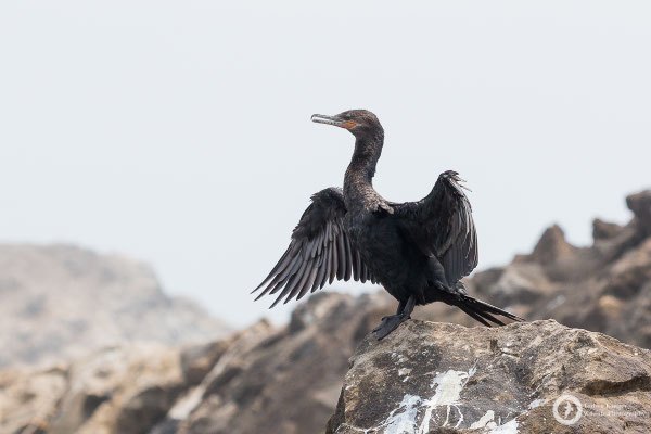 Nannopterum brasilianus / Neotropical Cormorant / Olivenscharbe