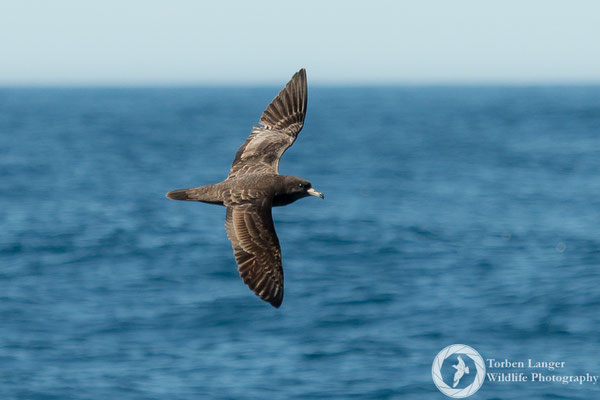 Ardenna carneipes / Flesh-footed Shearwater / Blassfuß-Sturmtaucher