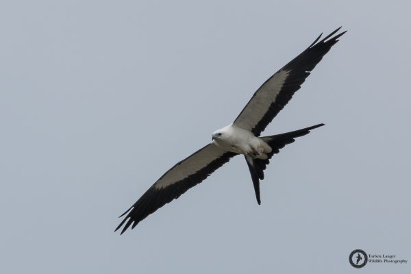 Elanoides forficatus / Swallow-tailed Kite / Schwalbenweih
