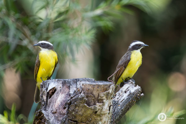 Myiozetetes cayanensis / Rusty-margined Flycatcher / Rotschwingen-Maskentyrann