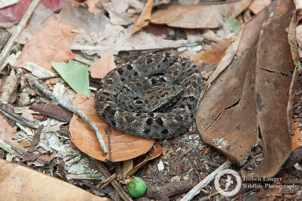 Bothrops atrox / Common Lancehaed / Gewöhnliche Lanzenotter