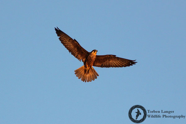 Falco eleonorae / Eleonora's Falcon / Eleonorenfalke