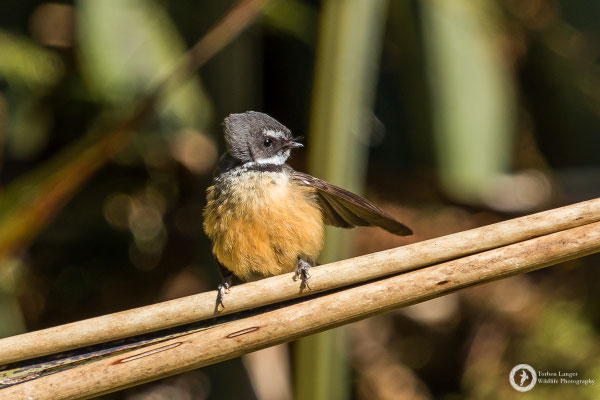 Rhipidura fuliginosa / New Zealand Fantail / Neuseeland-Fächerschwanz