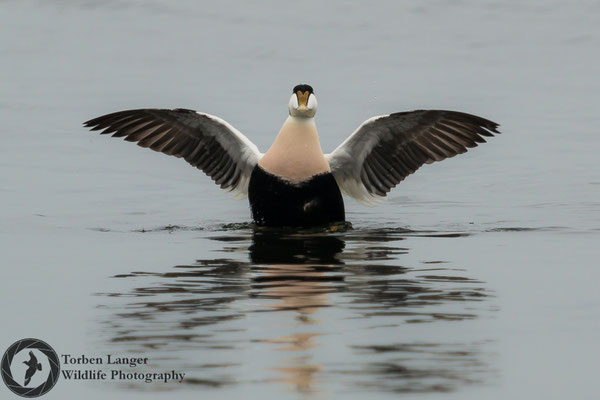 Somateria mollissima / Common Eider / Eiderente ♂