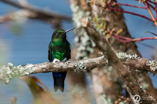 Eriocnemis vestita - Glowing Puffleg - Violettkehl-Höschenkolibri ♂