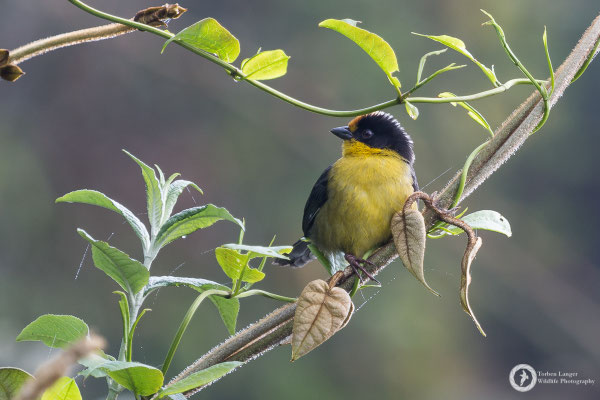 Pale-naped Brushfinch / Atlapetes pallidinucha / Zimtstirn-Buschammer