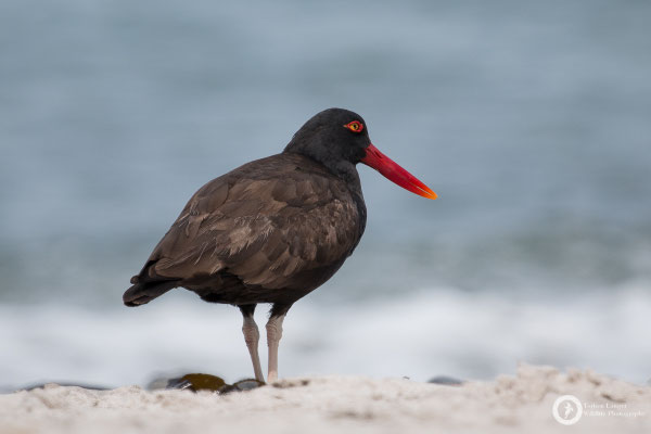 Blackish Oystercatcher