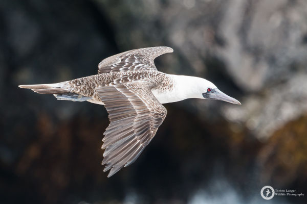 Sula variegata / Peruvian Booby / Guanotölpel