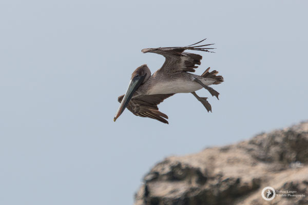 Pelican