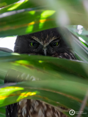 Ninox novaeseelandiae / Morepork / Kuckuckskauz