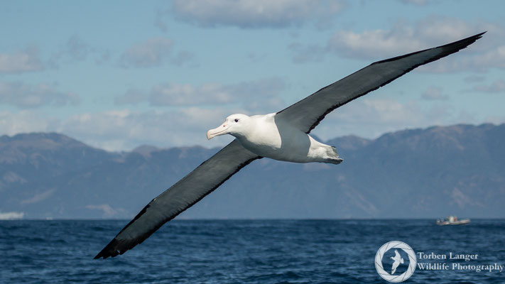 Diomedea sanfordi / Northern Royal Albatross / Nördlicher Königsalbatros