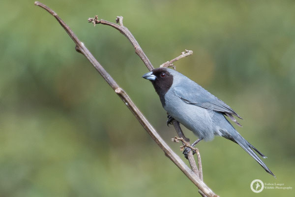 Black-faced Tanager