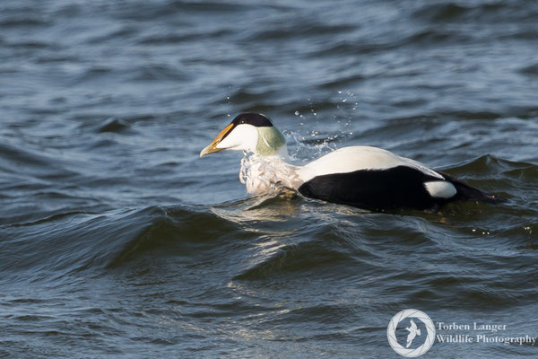 Somateria mollissima / Common Eider / Eiderente ♂