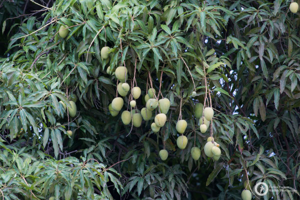 Mangos