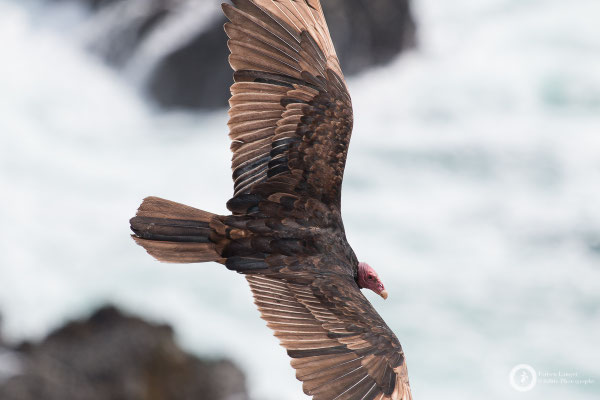 Turkey Vulture